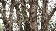  フクロウは木の上に座っていますが、誰もがそれを見られるわけではありません。もう見つけられましたか？