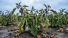 なぜナスの色が褪せてしまうのか：温度管理が不十分だったから