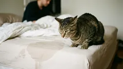 猫が飼い主のベッドで用を足すようになった。その原因と対処法