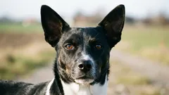 デンマーク・スウェーデン・ファームドッグ：驚くほど多様な遺伝子プールを持ち、小型の作業犬種