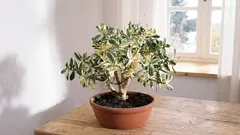 家に富と成功を呼び込むためのクラッスラ（ベンケイソウ）の育て方