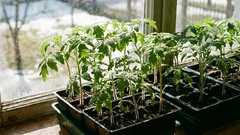 収穫を逃さないために、3月に苗用に何を植えておくべきか